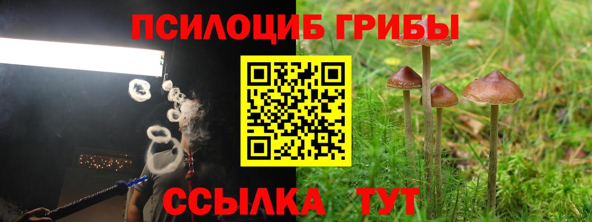 Псилоцибиновые грибы Psilocybe  Вход с VPN  хочу наркоту  Курчалой 